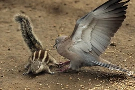 Chim bồ câu quyết chiến sóc chuột, sư tử nằm tắm nắng