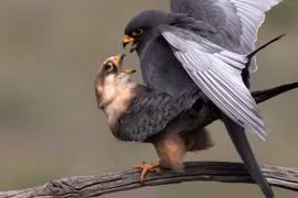 Ảnh động vật: Chim cắt chân đỏ giao phối trong mùa sinh sản