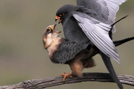 Ảnh động vật: Chim cắt chân đỏ giao phối trong mùa sinh sản