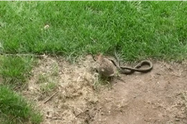 Rùng mình xem thỏ quyết chiến với rắn bảo vệ con 