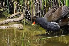 Ảnh động vật tuần: Gà gô đối đầu rắn cỏ