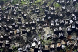 Tận mắt hàng trăm tổ ong trên vách núi dựng đứng