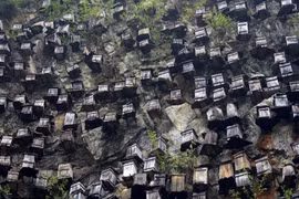 Tận mắt hàng trăm tổ ong trên vách núi dựng đứng