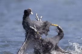 Ảnh động vật tuần qua: Sâm cầm đại chiến ác liệt