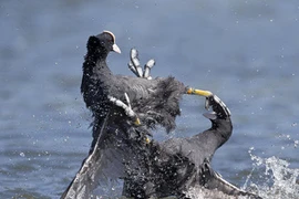 Ảnh động vật tuần qua: Sâm cầm đại chiến ác liệt