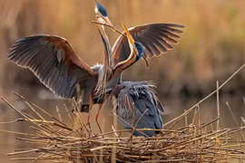 Ảnh động vật: Chim diệc tím tình tứ trên tổ trong mùa sinh sản