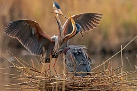 Ảnh động vật: Chim diệc tím tình tứ trên tổ trong mùa sinh sản