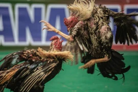 Cảnh chọi gà đẫm máu ở Madagascar