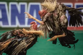 Cảnh chọi gà đẫm máu ở Madagascar