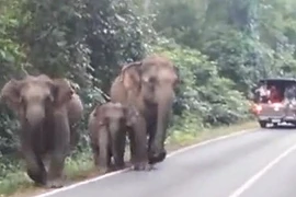 Voi tức giận điên cuồng tấn công du khách 