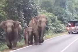 Voi tức giận điên cuồng tấn công du khách 