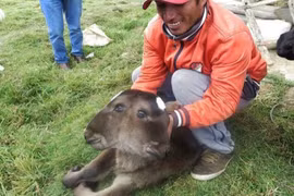 Bê con hai đầu mới sinh gây hoang mang ở Peru