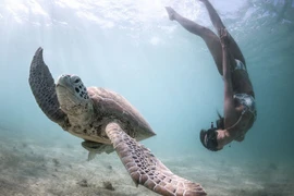 Rùng mình xem thợ lặn vùng vẫy cùng "sát thủ" đại dương 