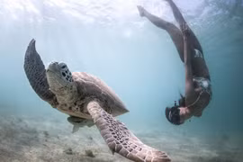 Rùng mình xem thợ lặn vùng vẫy cùng "sát thủ" đại dương 