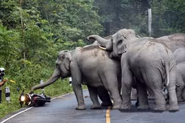 Hãi hùng voi tấn công người đi xe máy ở Thái Lan
