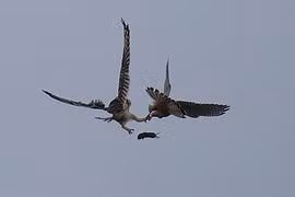 Kịch chiến chim cắt cướp trắng mồi ngon của chim cú 