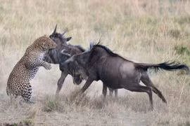 Linh dương đầu bò "tẩn" báo chí tử để bảo vệ con