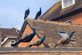 Ảnh động vật: Khỉ nhai khẩu trang y tế, chó ngồi trên trụ bê-tông ngâp nước