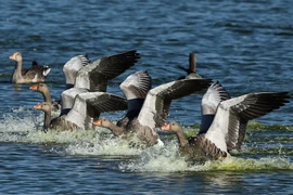 Cận cảnh chim bay rợp trời xứ sở sương mù