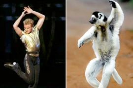 Vượn cáo khiêu vũ như vũ công chuyên nghiệp