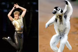 Vượn cáo khiêu vũ như vũ công chuyên nghiệp