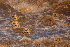 Ảnh động vật: Đàn báo đốm chống chọi với lũ quét ở châu Phi