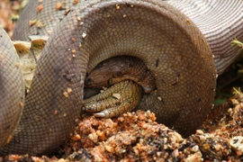 Trăn nuốt chửng cá sấu nước ngọt