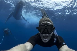 Mạo hiểm chụp ảnh cùng cá voi lưng gù khổng lồ