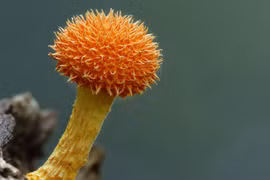 Vẻ đẹp kỳ ảo của những loài nấm tí hon 