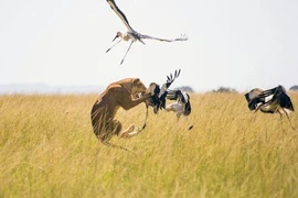 Sư tử tung tuyệt kỹ phi thân bắt chim hạc trên không