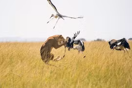 Sư tử tung tuyệt kỹ phi thân bắt chim hạc trên không