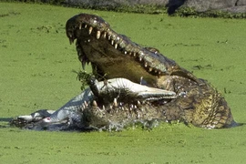 Kinh hoàng cá sấu khổng lồ cắn nát đồng loại trong miệng