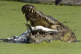 Kinh hoàng cá sấu khổng lồ cắn nát đồng loại trong miệng