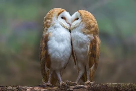 Ngỡ ngàng với cặp chim cú hôn nhau thắm thiết