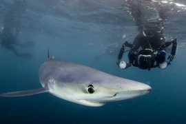 Lặn cùng cá mập xanh cực hiếm ngoài khơi nước Anh