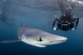Lặn cùng cá mập xanh cực hiếm ngoài khơi nước Anh