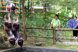 Độc đáo khu nghỉ dưỡng sang trọng dành riêng cho... lợn