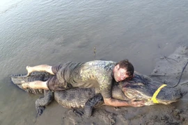 Cá sấu "siêu khủng" kỷ lục bị tóm gọn tại Mỹ