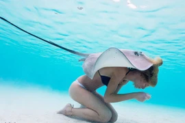 Người mẫu bikini mạo hiểm lấy cá đuối gai độc che thân