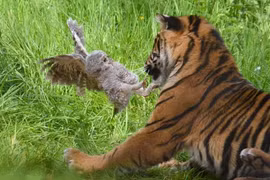 Chim cú non tung cước đá thẳng mặt hổ Sumatra hung dữ