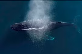 Ảnh động vật: Đàn sếu di cư, cặp vẹt đuôi dài kiếm ăn