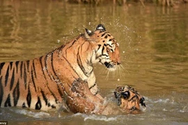 Khoảnh khắc hổ dữ ân cần tắm cho con dưới sông