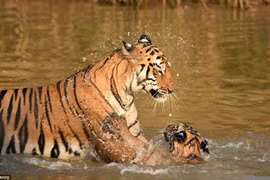 Khoảnh khắc hổ dữ ân cần tắm cho con dưới sông