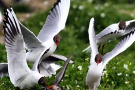 Trò cậy đông hiếp yếu trong thế giới động vật