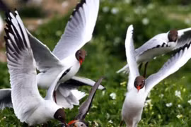 Trò cậy đông hiếp yếu trong thế giới động vật