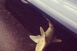 Mỹ: Cá mập xuất hiện trên tàu điện ngầm