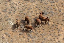 Ấn tượng ảnh động vật hoang dã nhìn từ trên cao