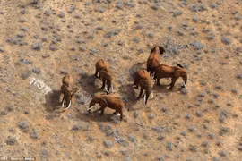 Ấn tượng ảnh động vật hoang dã nhìn từ trên cao