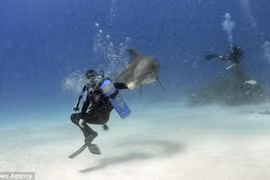 Cảnh độc: Cá heo khiêu vũ cùng thợ lặn 