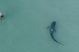 Ảnh động vật tuần: Chim ăn rắn, sư tử dưới nắng sớm...